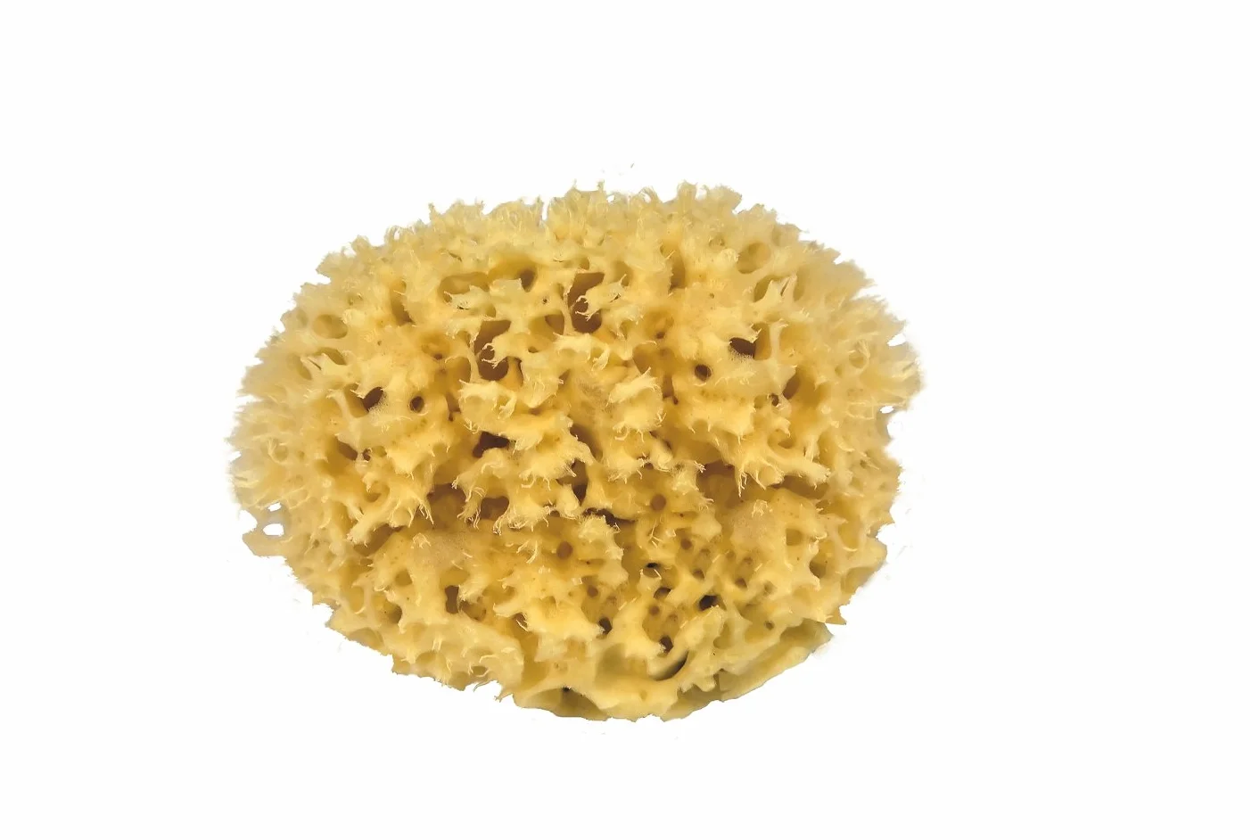 DIAQUA, Spugna Naturale, Beige (Natur)